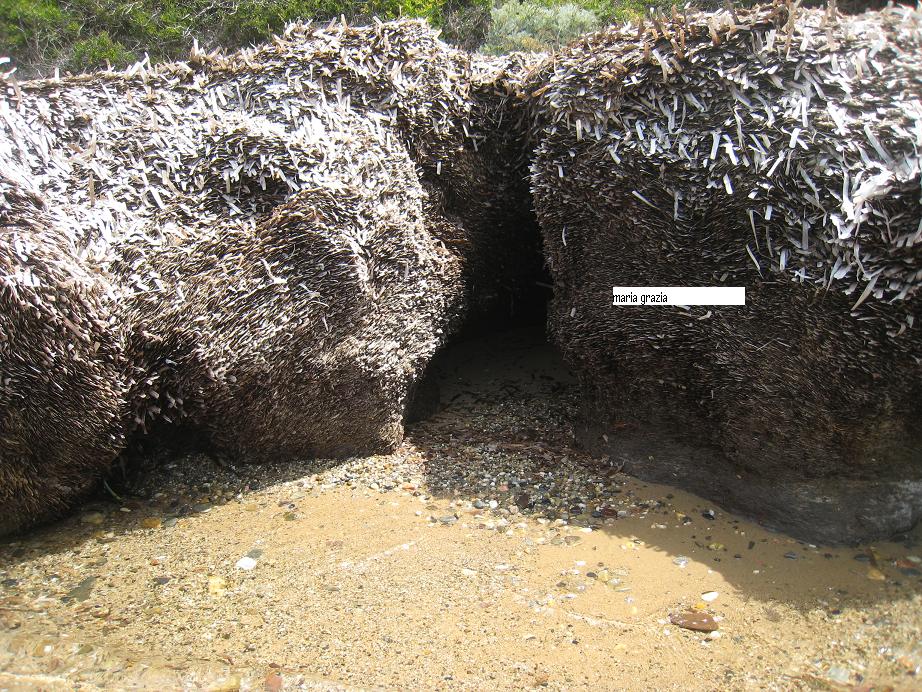 La Posidonia oceanica